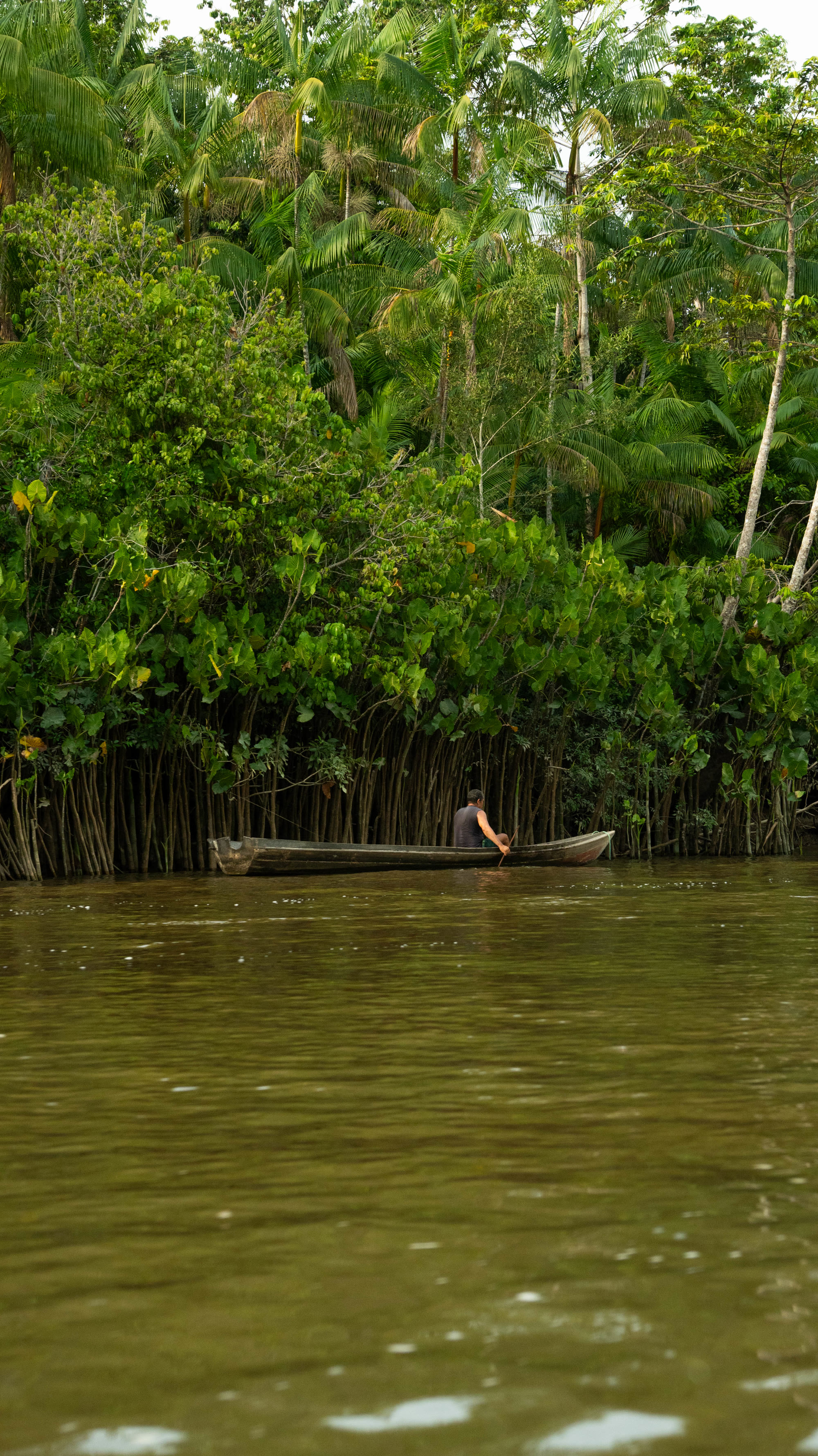 Ribeirinho em canoa diante da parede verde do açaizal