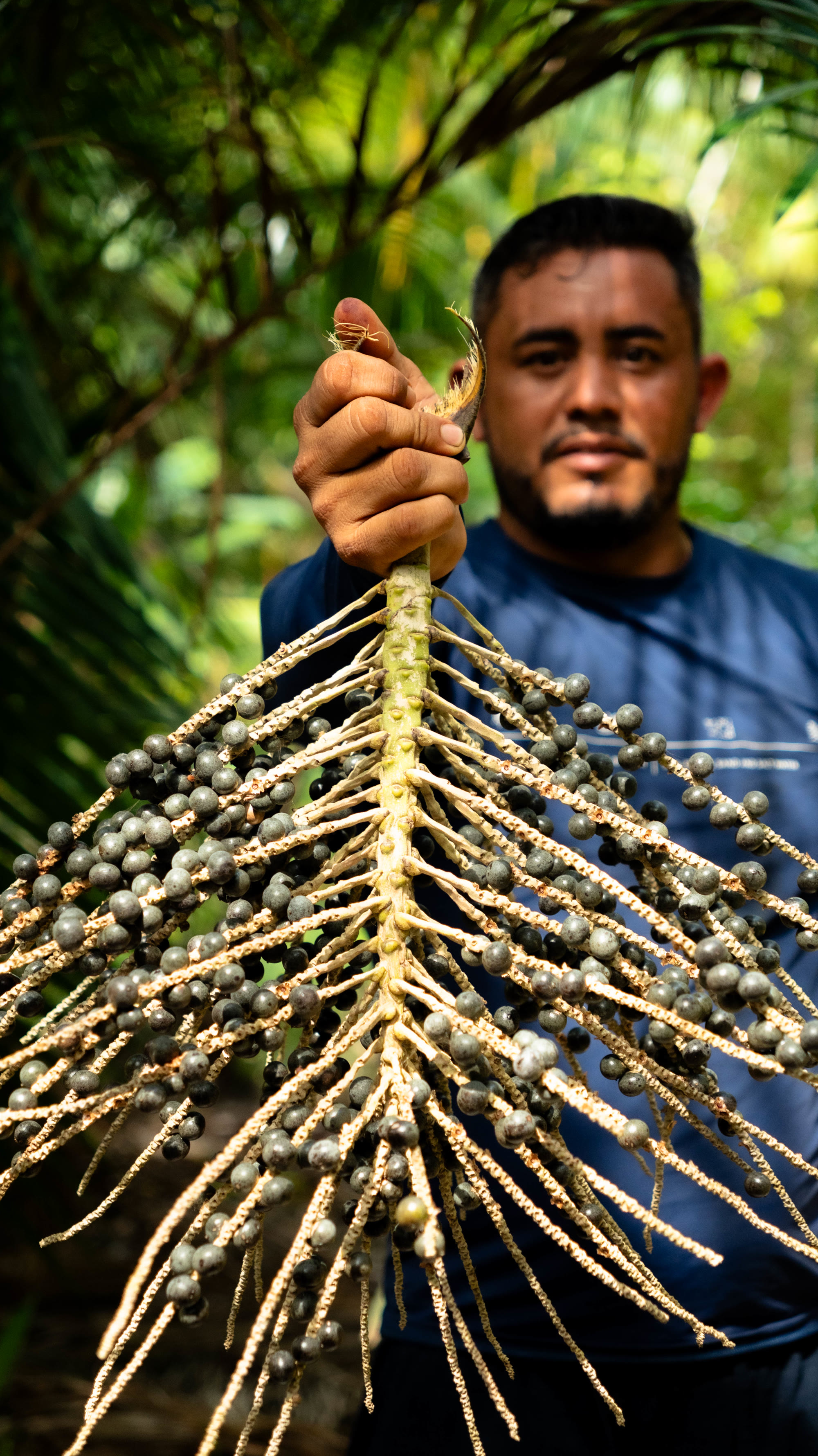 Coletor segurando o cacho de açaí em leque, frutos em foco
