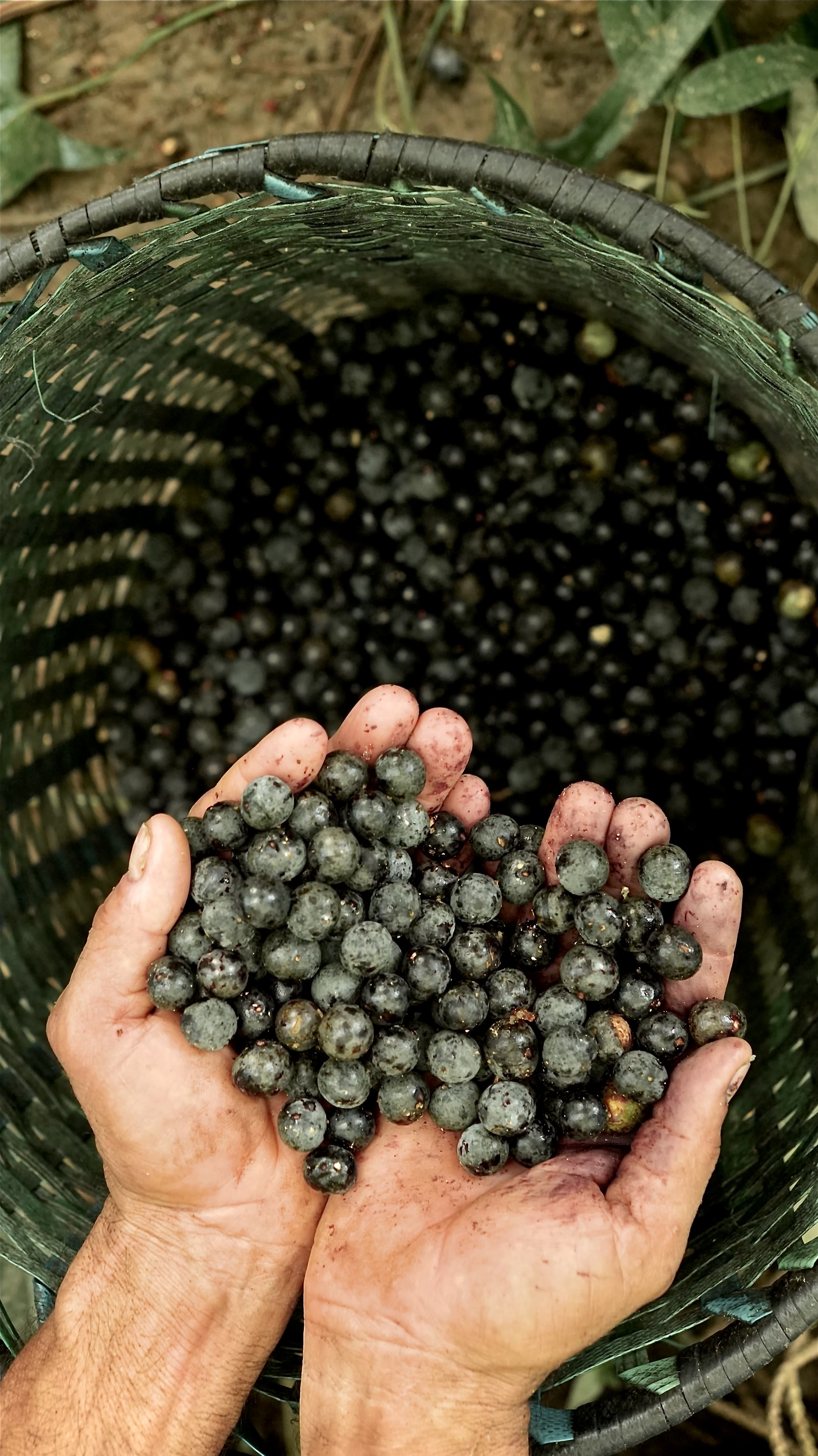 Mãos de coletor tingidas de açaí oferecendo frutos sobre o paneiro cheio