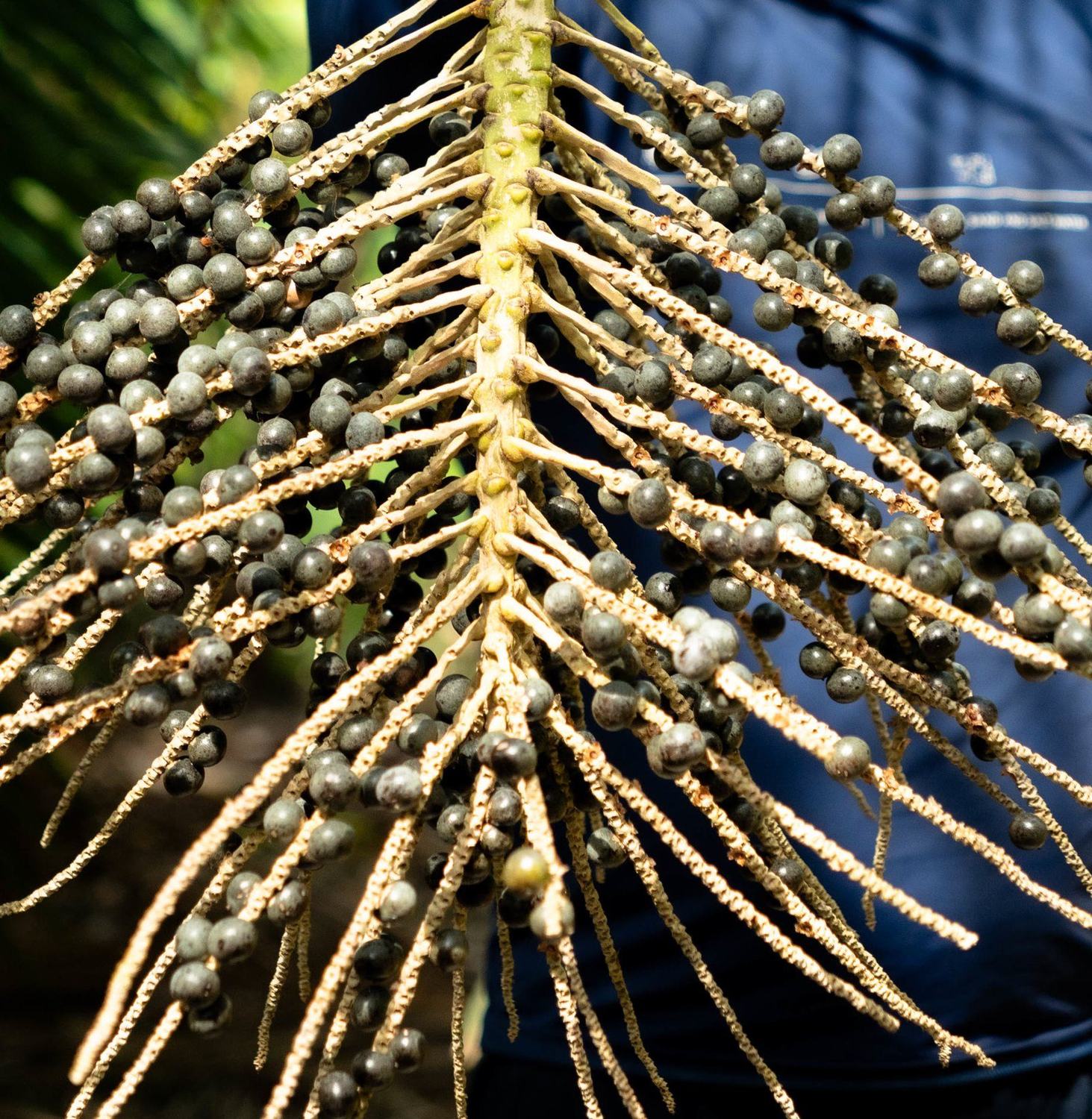 Cacho de açaí em close, recém-colhido