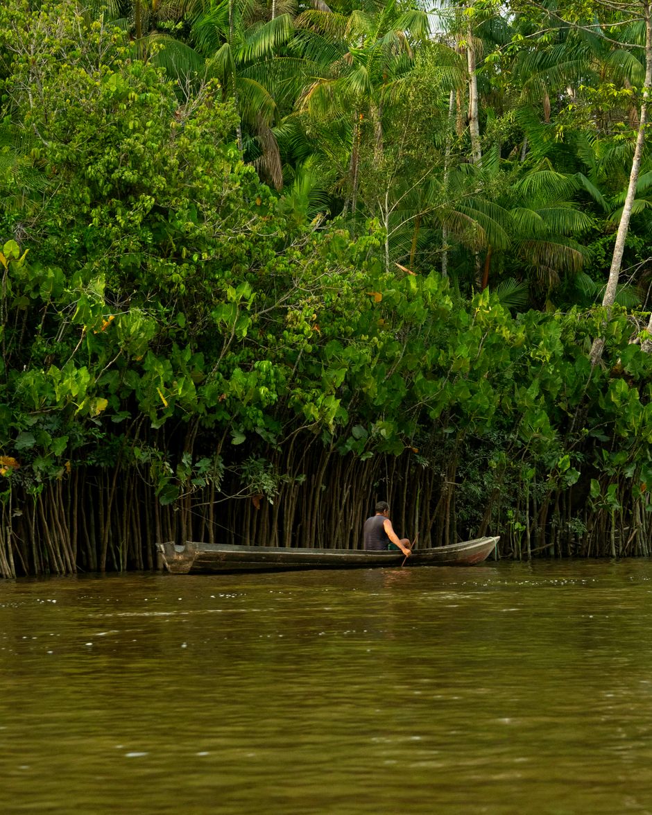 Canoa diante da parede verde do açaizal